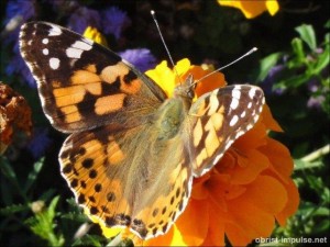 ©101009 (2) Schmetterling im Schlossgarten