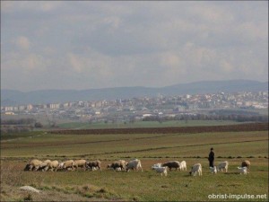 ©110212 (2) Schafherde vor Kesan