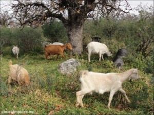 ©110219 (1) Neben uns die einzigen weiteren Besucher in Troas