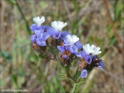 ©110603 (10) Trockenblumen brauchen nicht viel Wasser