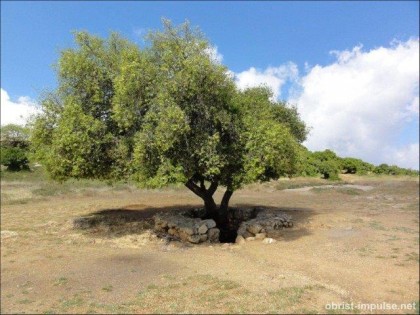 ©110612 (8) Bei dieser Quelle wächst ein Baum